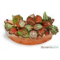 Plant Sushi - Red Fittonia
