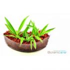 Plant Sushi - Spider Plant